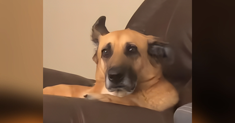 2.2 milijuna pregleda: Reakcija ovoga psa na novo štene nasmijala je internet