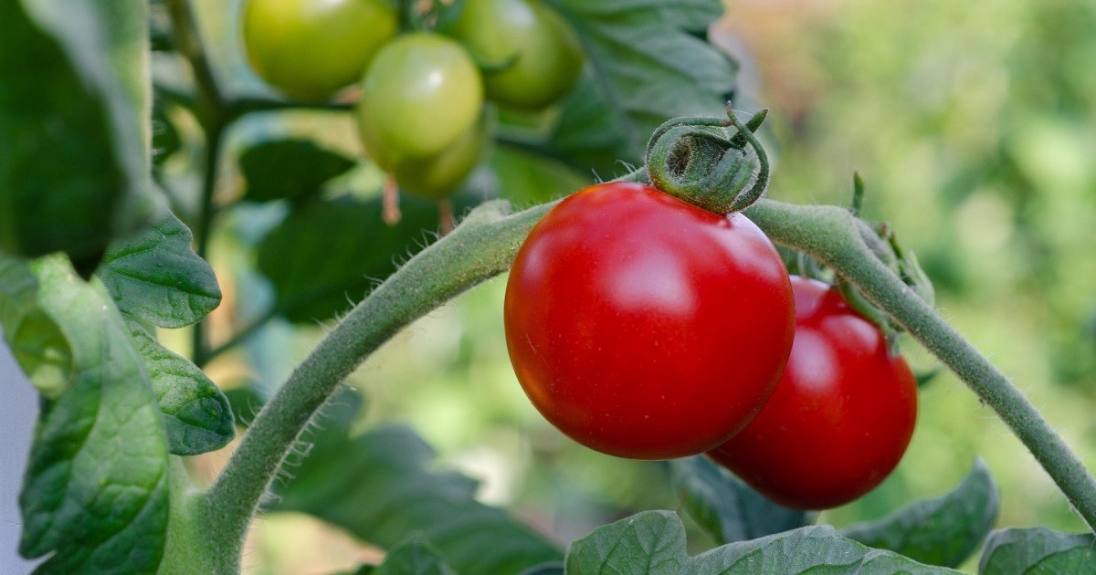 Tijekom 2024. u Hrvatskoj povećana proizvodnja rajčica, mrkve, paprike...