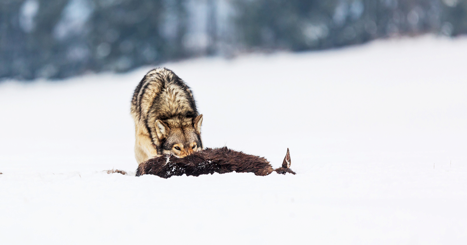 Sobovi Djeda Mraza su ugroženi. Jesu li krivi ruski vukovi?