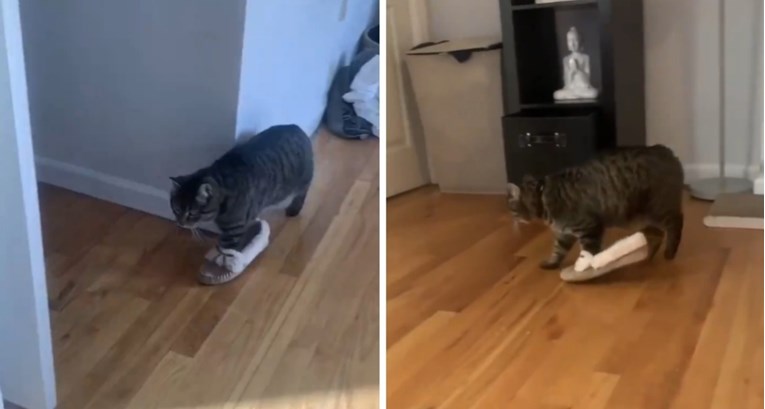 Modna mačka: Video ove ljepotice s kućnom papučom je hit