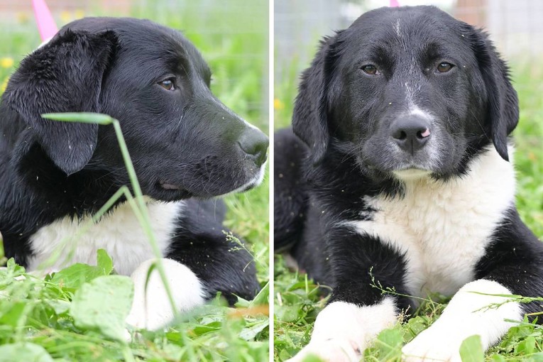 Perko nestrpljivo čeka ljude koji će mu pružiti ljubav i topli dom