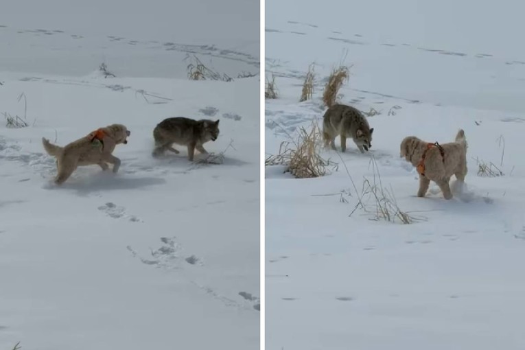 VIDEO Kojot se prikrao psima u parku, reakcija hrabrog ljubimca iznenadila vlasnike