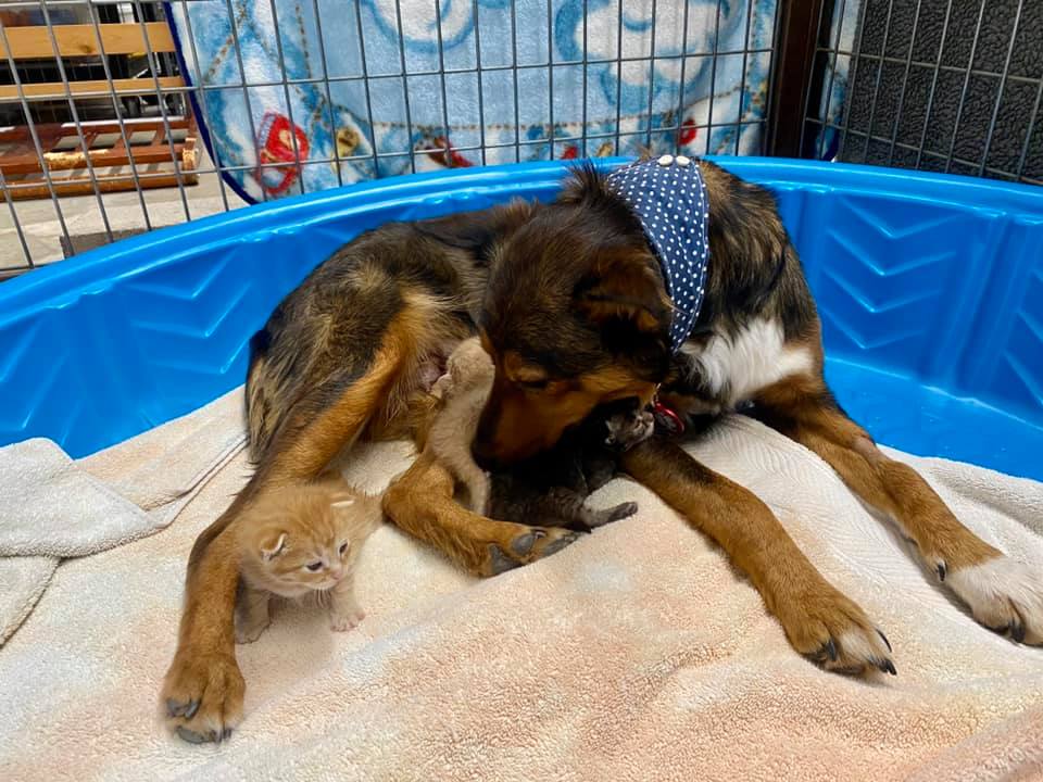 Izgubila je cijelo leglo štenaca, a onda usvojila mačiće koji su ostali bez majke