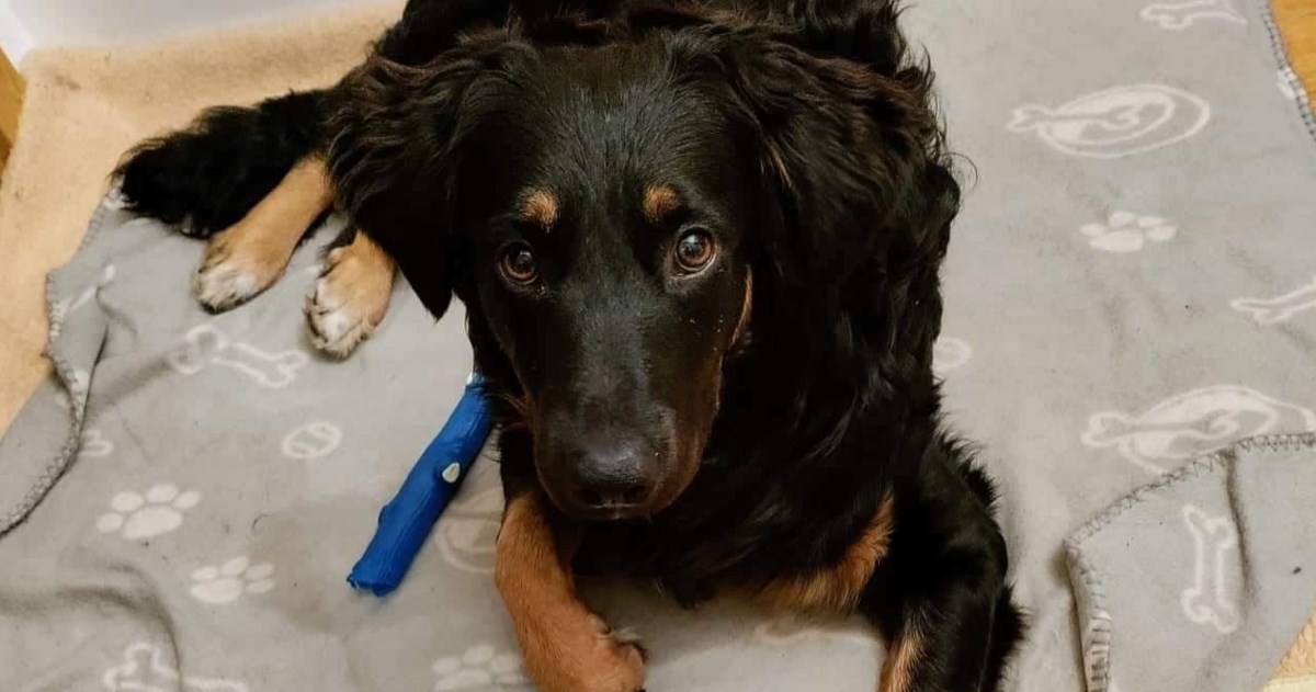 Osmomjesečni pas Moto traži stalni dom. Iz azila poručuju da je naučen na kućni red