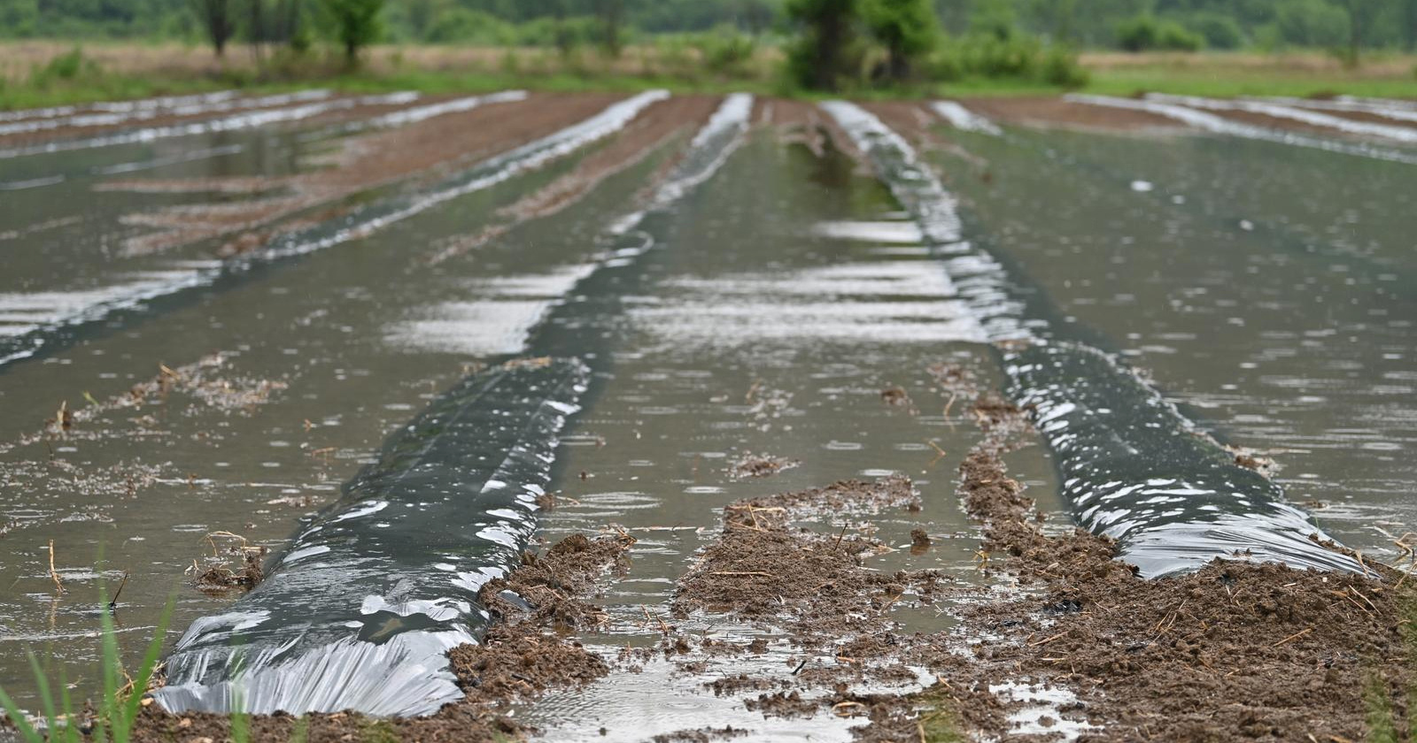 Poljoprivrednici prijavili 333 milijuna eura štete. Od države će dobiti 1.3 milijuna