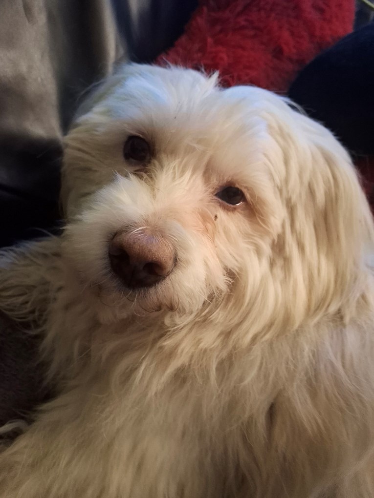 Psić Chi Chi treba hitnu operaciju, vlasnica Kristina zamolila ljude za pomoć