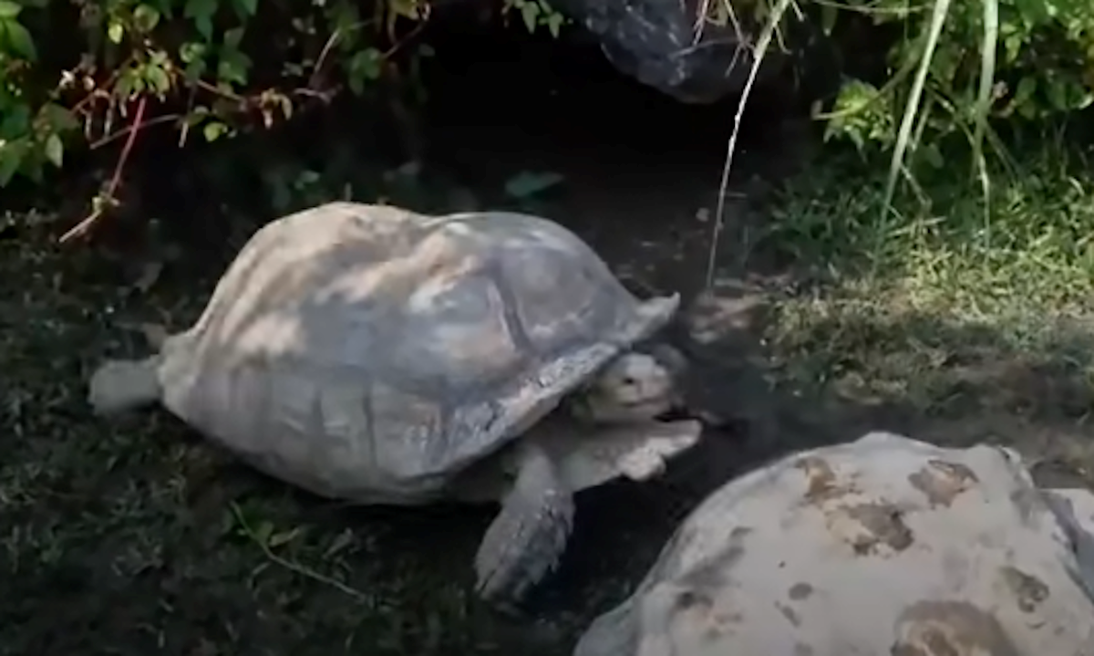 Ove su životinje spasile druge životinje u nevolji i to izgleda divno