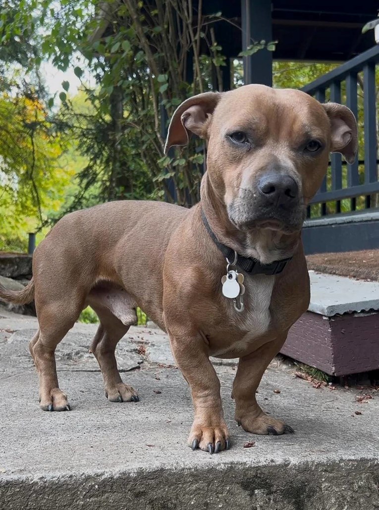 Ovaj pas ima najneobičniju kombinaciju gena i ljudi se ne mogu prestati smijati