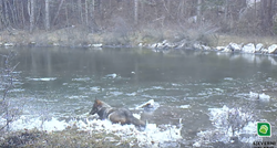 VIDEO Pogledajte kako vuk uživa u zaleđenoj lokvi na Velebitu