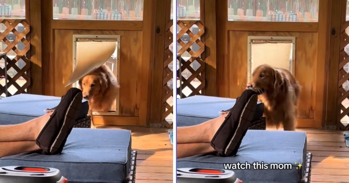 Retriver pokušao unijeti prevelik štap u kuću, njegovi pokušaji će vas nasmijati