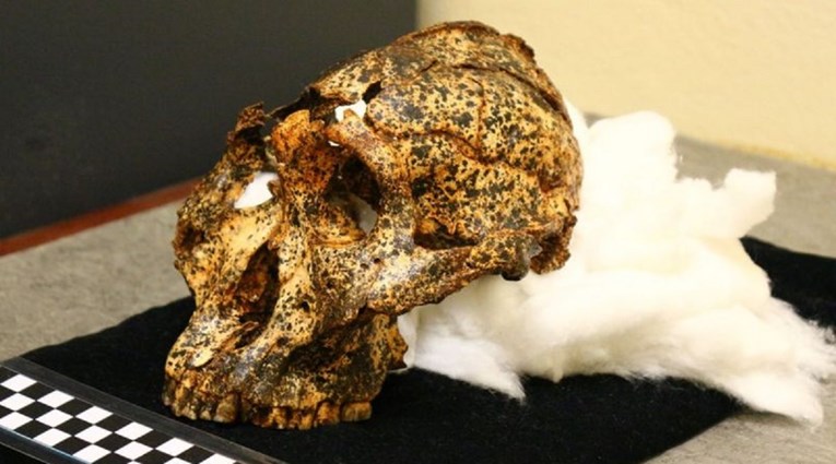Otkrivena lubanja "rođaka" ljudi stara dva milijuna godina