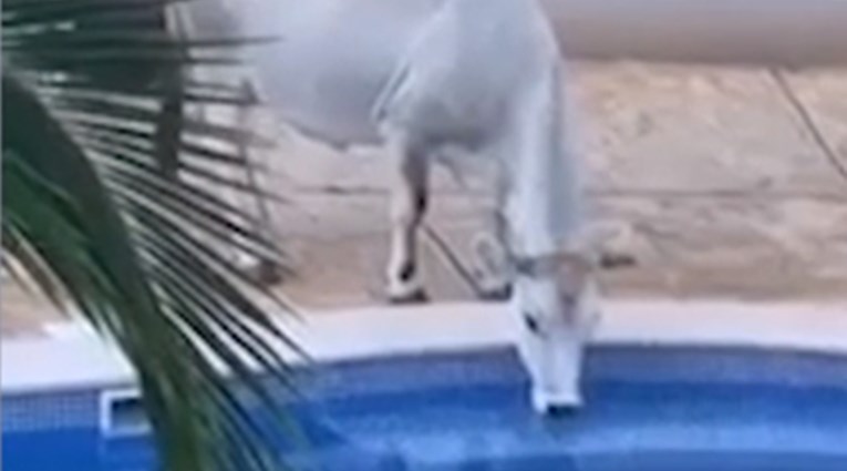 VIDEO Krava ušetala u turistički resort na Braču pa pored bazena izvršila nuždu