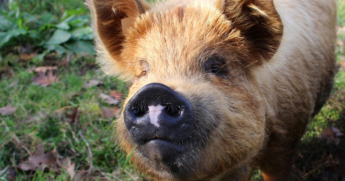 Neobični kućni ljubimci koji osvajaju svijet: Upoznajte kunekune svinje