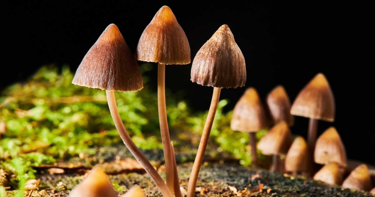 Čarobne gljive mogle bi pomoći u odvikavanju od pušenja
