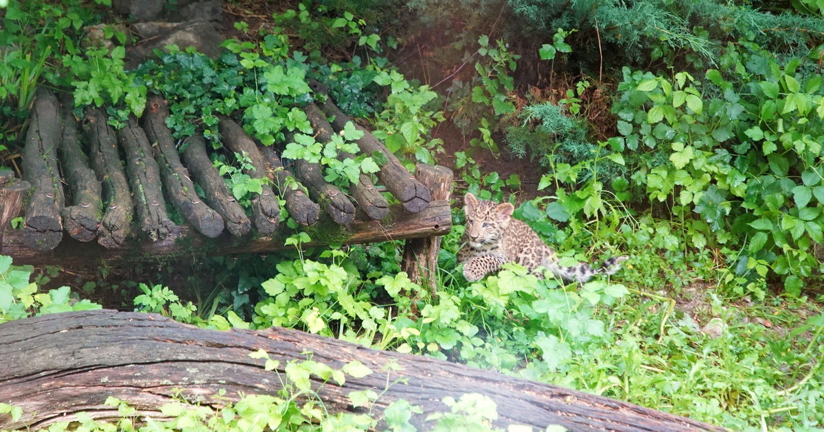 FOTO I VIDEO Rodile se dvije bebe leopardića u Zagrebu. "Njuškaju, gnjave mamu..."
