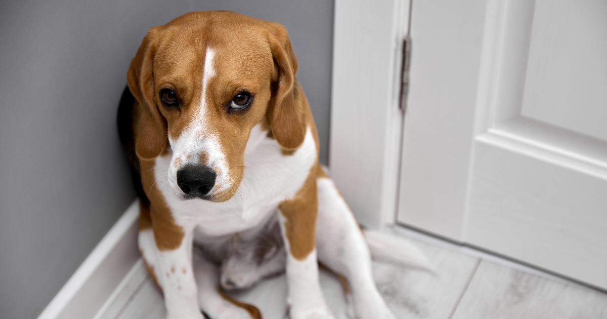 10 znakova koji pokazuju da vam se pas pokušava ispričati