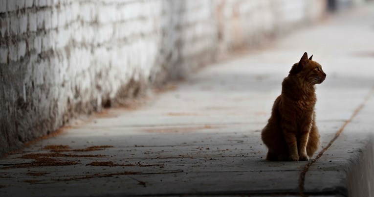 Mačak prešao 1500 kilometara kako bi se vratio svojim vlasnicima