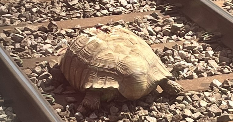 U Engleskoj zbog ozlijeđene kornjače na nekoliko sati zaustavljeni vlakovi