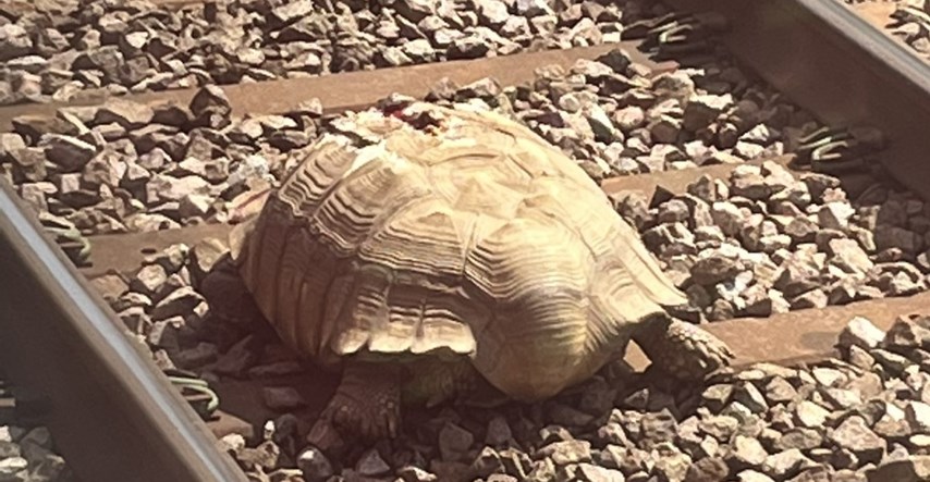 U Engleskoj zbog ozlijeđene kornjače na nekoliko sati zaustavljeni vlakovi