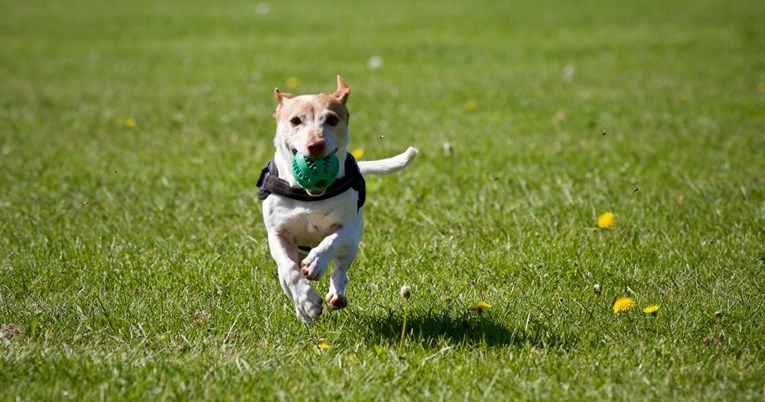 Veterinarka nabrojala pasmine koje zahtijevaju više aktivnosti od obične šetnje