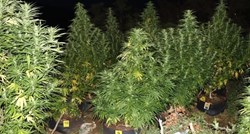 U šumi kod Buzeta pronađeno 50 stabljika marihuane, neke su bile više od 2.5 metara