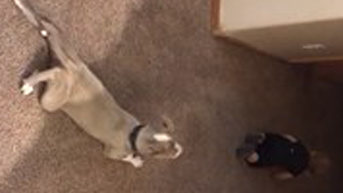 Preslatki pit bul oponaša bebu i puže iza nje kako bi joj čuvao leđa