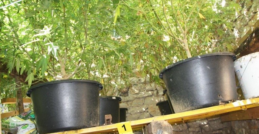 Policija kod Splita uhitila vlasnika plantaže trave, našla mu 40 stabljika