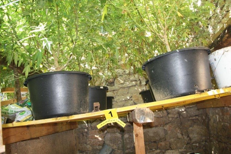 Policija kod Splita uhitila vlasnika plantaže marihuane, našla mu 40 stabljika