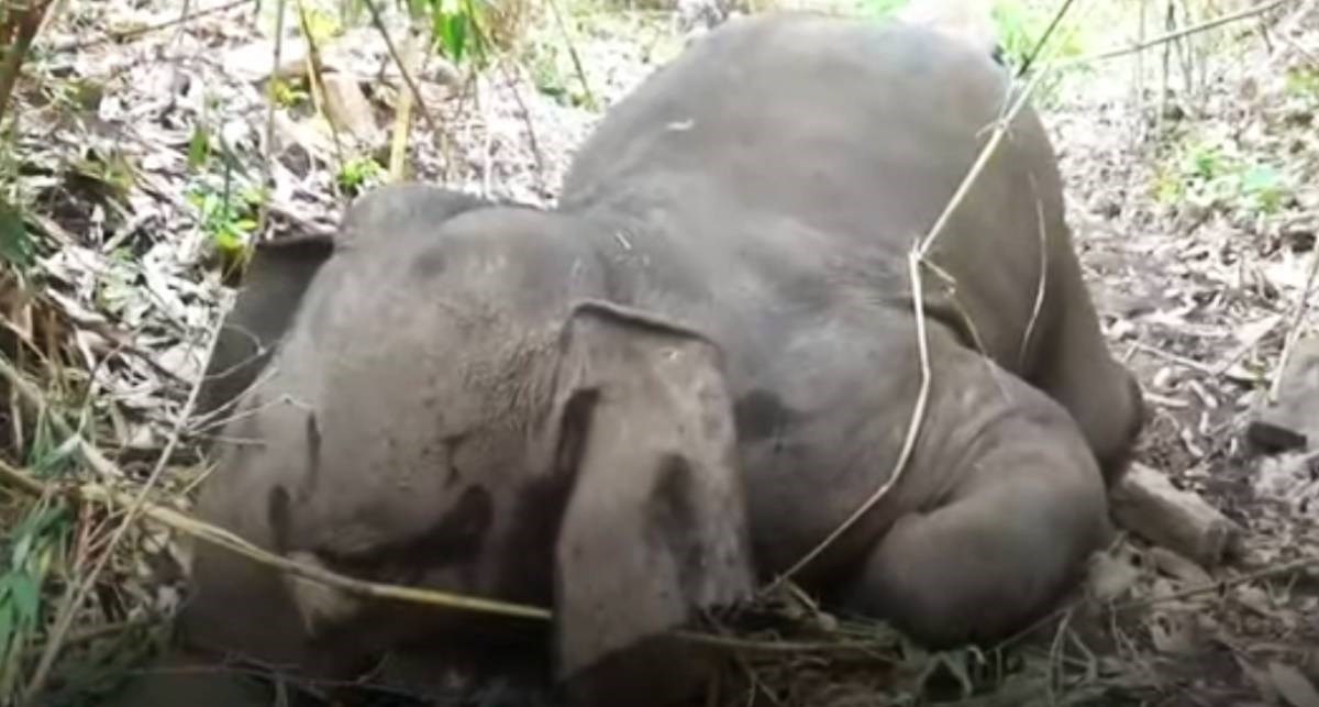 U Indiji uginulo 18 slonova, vjerojatno ih je pogodio grom