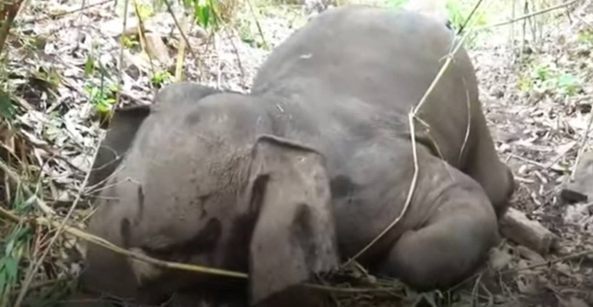 U Indiji uginulo 18 slonova, vjerojatno ih je pogodio grom