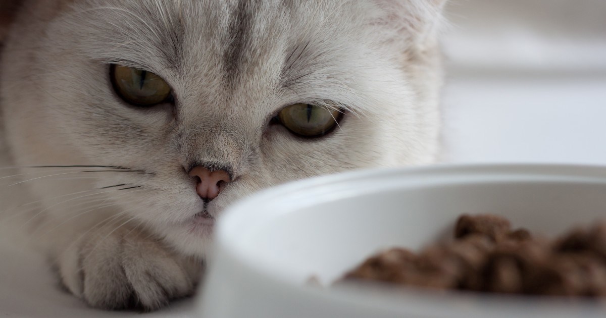 Šest najčešćih razloga zašto mačke odbijaju jesti hranu