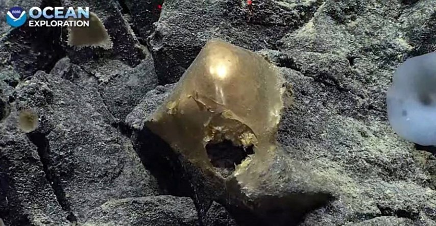 Tajanstveno "zlatno jaje" otkriveno na dnu oceana, znanstvenici zbunjeni