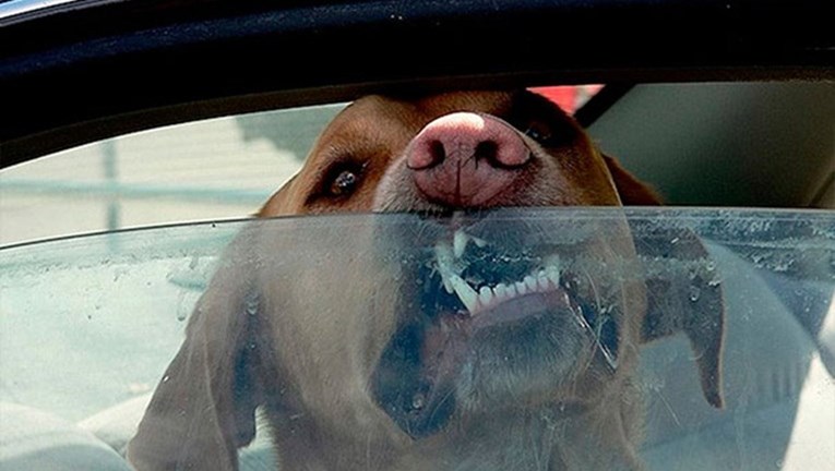 Kada vidite rezultat ovog pokusa, više nikada nećete ostaviti psa u automobilu