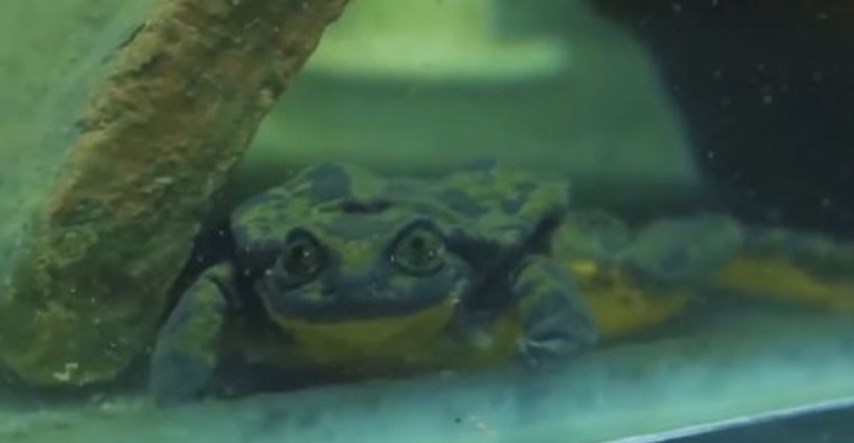 Najusamljeniji žabac na svijetu dobiva curu