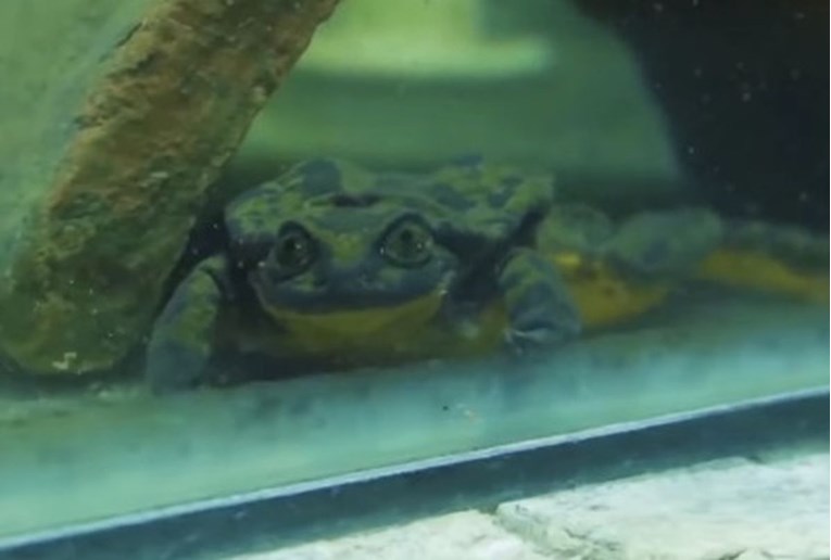 Najusamljeniji žabac na svijetu dobiva curu