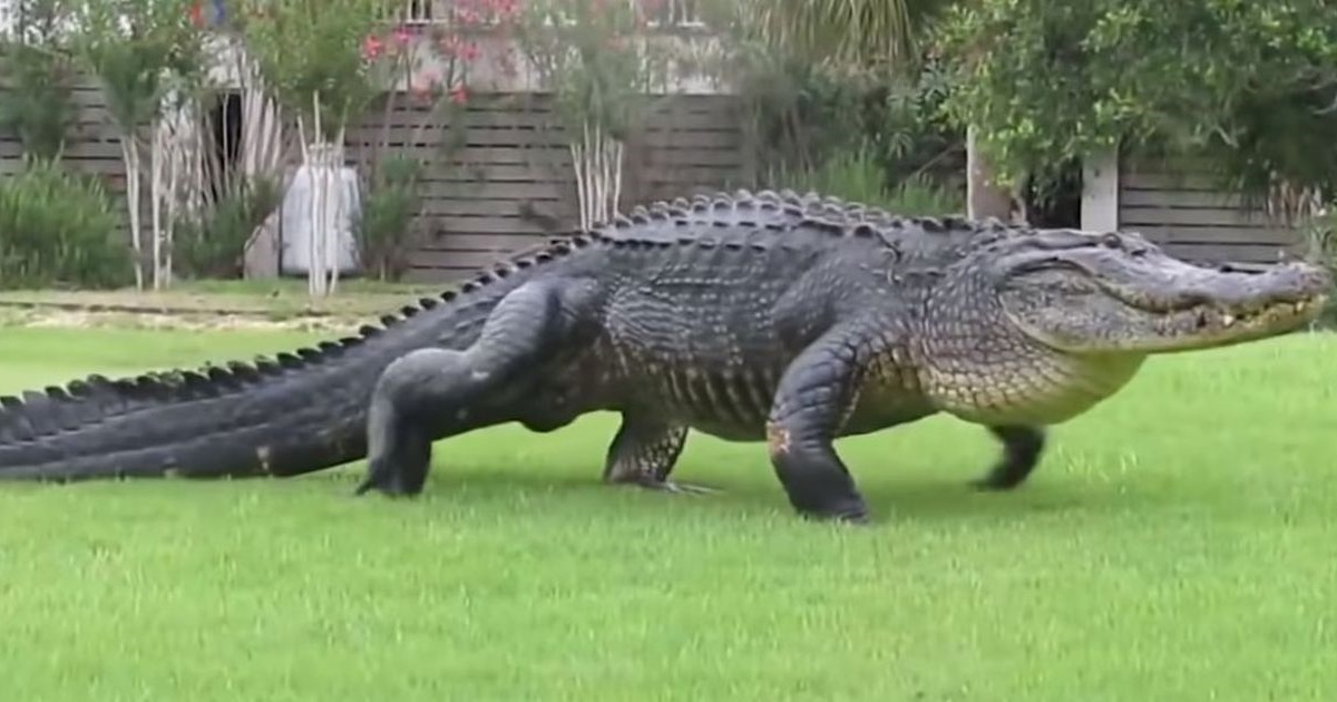 Beogradski aligator Muja aktivan je i s 80 godina