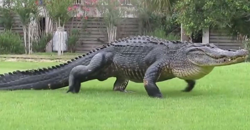 Beogradski aligator Muja aktivan je i s 80 godina