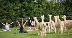 Od sada jogu možete vježbati u polju okruženi alpakama