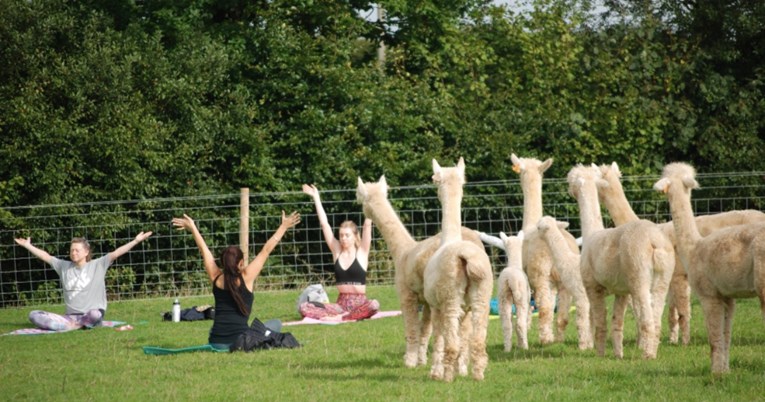 Od sada jogu možete vježbati u polju okruženi alpakama