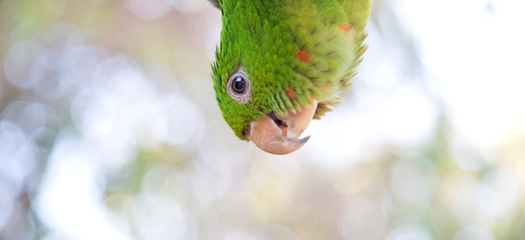 VIDEO Ova preslatka papiga svojim će vam smijehom uljepšati dan