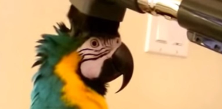 VIDEO Ova papiga ima čudnu opsesiju, za razliku od drugih ljubimaca, ona obožava usisivač