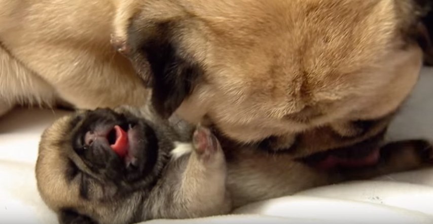 VIDEO Ovi štenci otkrivaju svijet i nove stvari i to izgleda preslatko