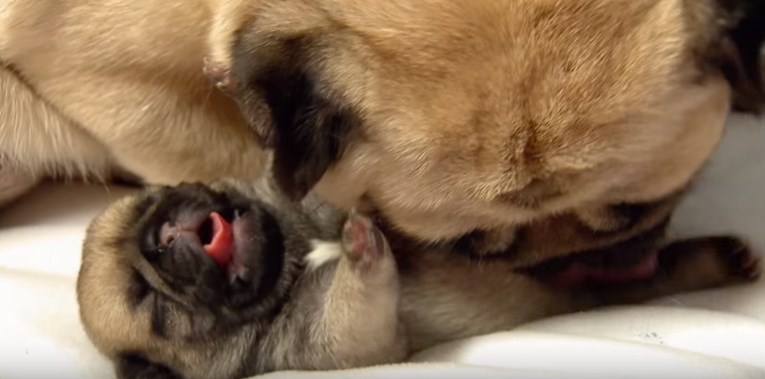 VIDEO Ovi štenci otkrivaju svijet i nove stvari i to izgleda preslatko