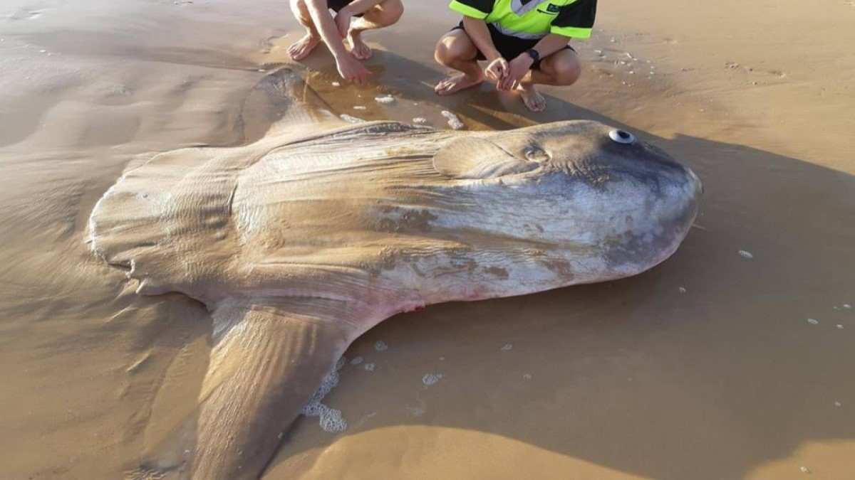 More na plažu izbacilo neobično stvorenje teže od prosječnog automobila