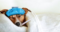 Izvor sljedeće smrtonosne pandemije gripe mogli bi biti psi