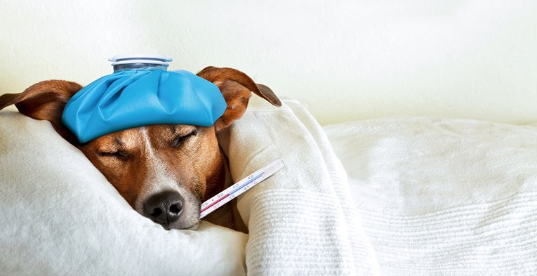 Izvor sljedeće smrtonosne pandemije gripe mogli bi biti psi