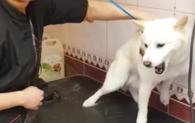 VIDEO Umirila je preplašenog psa u samo nekoliko trenutaka i zadivila svijet