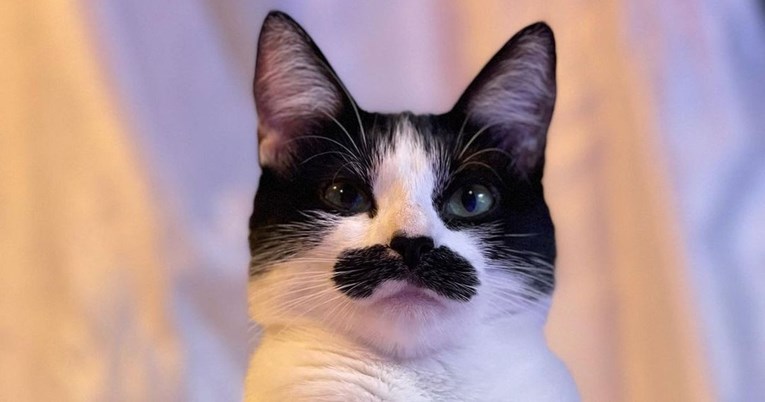 Ova mačka zaludjela je internet zbog svoje sličnosti s Freddiejem Mercuryjem