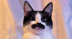Ova mačka zaludjela je internet zbog svoje sličnosti s Freddiejem Mercuryjem