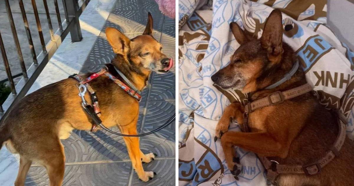 Jeste li vidjeli ovog psića? Izgubljen je u Kastvu, vlasnica moli za pomoć